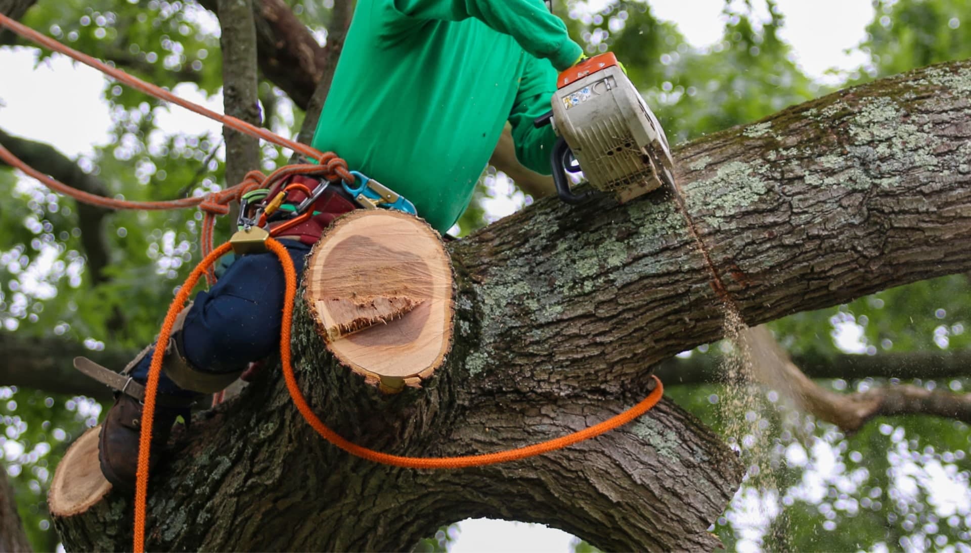 Relax with Nassau County best tree removal.