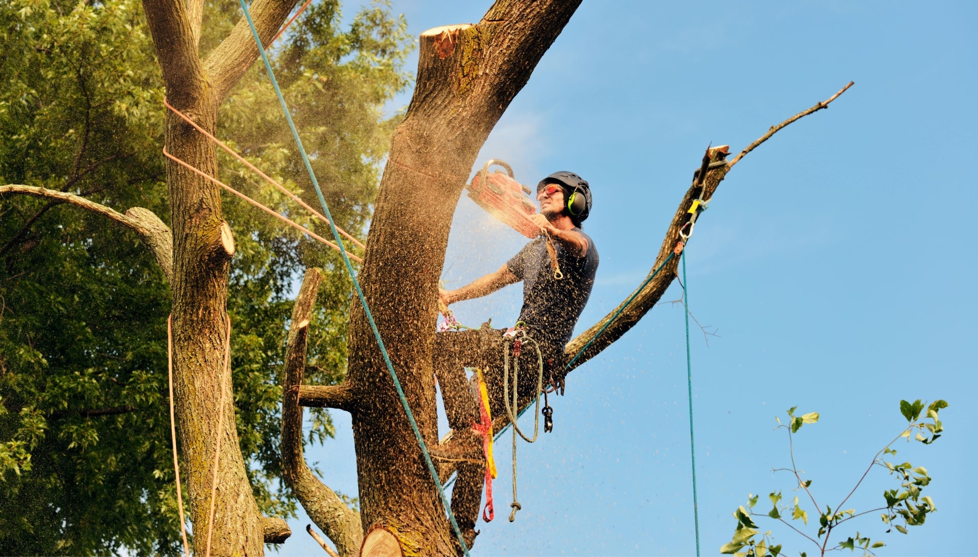 Nassau County tree removal experts solve tree issues.
