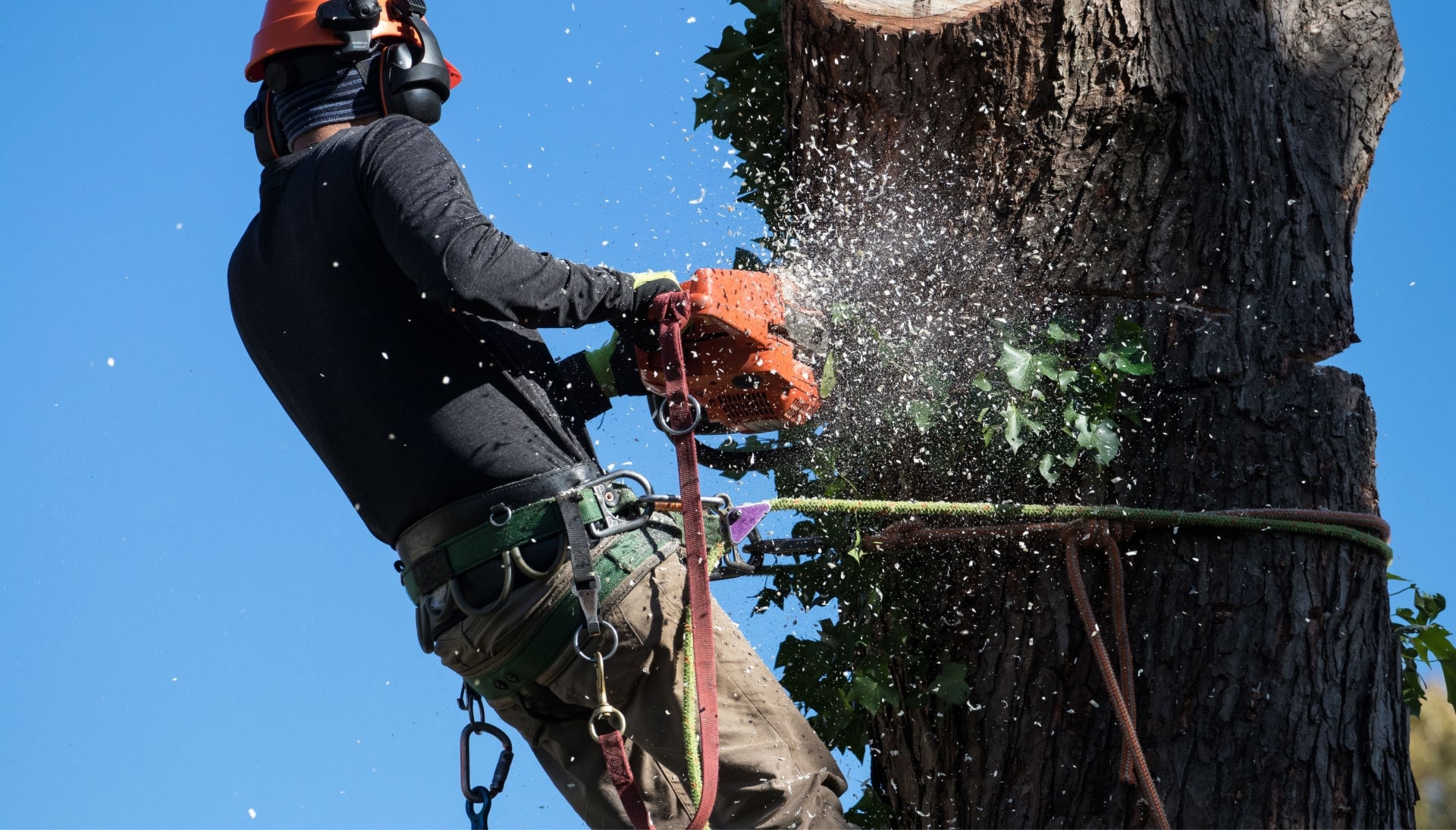 Professional Tree removal solutions in Nassau County